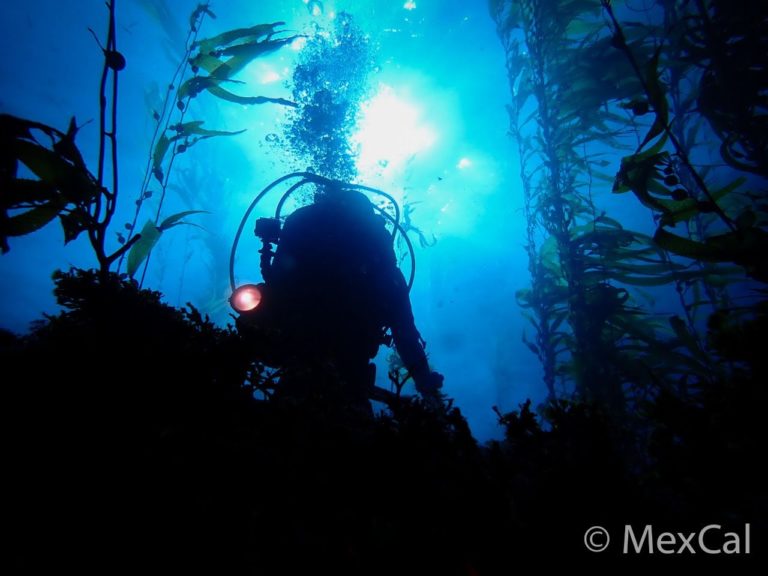 Reporte de Actividades, Curso de Buceo Científico UABC México 2019